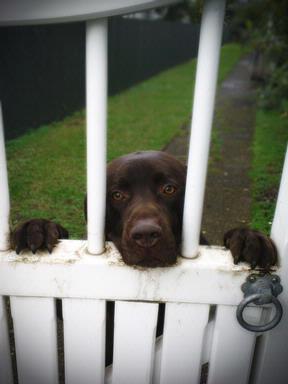  A chocolate labrador. Taken in Epsom, Auckland.